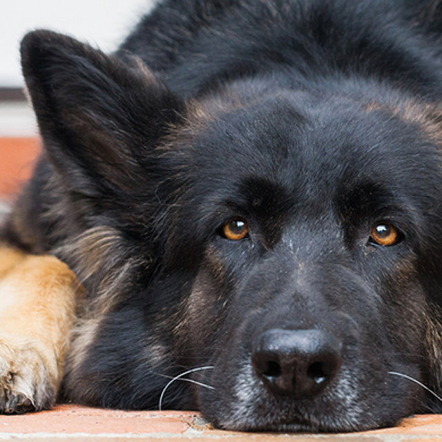 Dog sales hair treatment